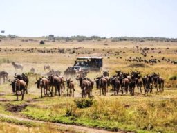 Wildebeests Relaxing in Maasai Mara